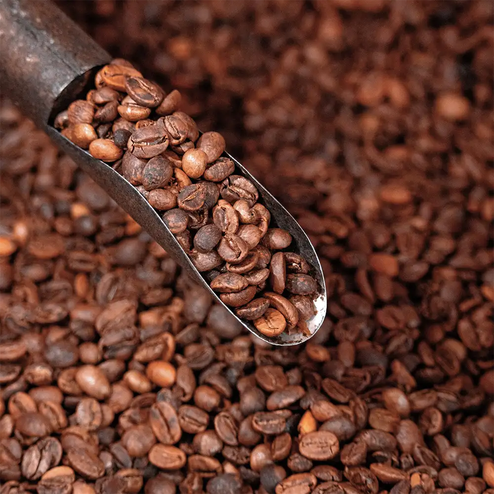 roasted-coffee-beans-supplier-caamo-coffee