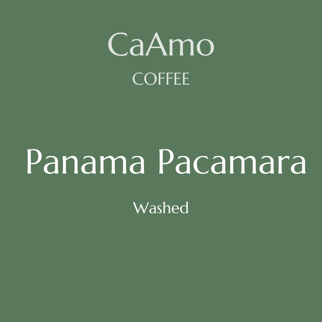 Panama Pacamara