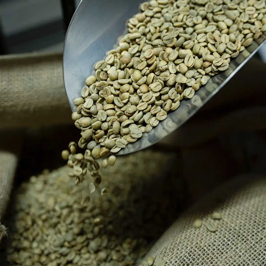Green coffee beans supplied to European roasters by CaAmo Coffee